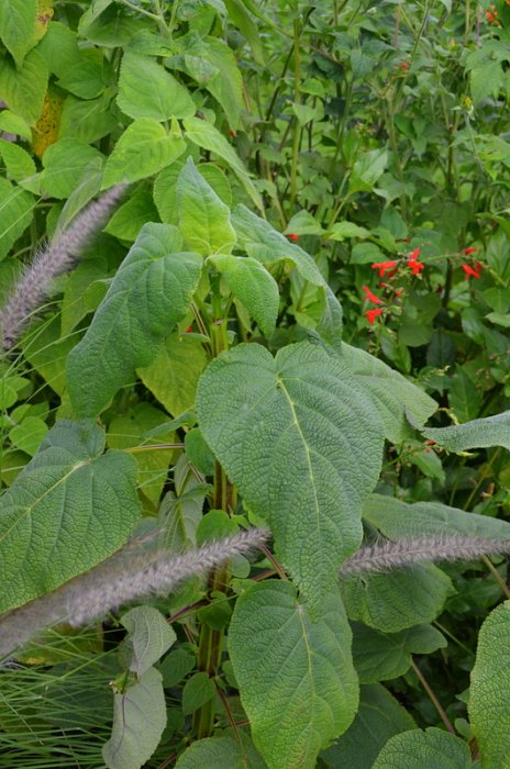 Salvia madrensis